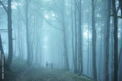 Papier peint  Marche dans une forêt brumeuse