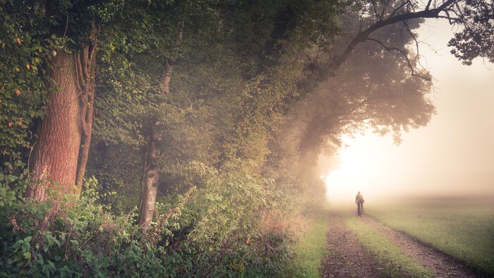 Papier peint  Marcher le long d'une allée forestière