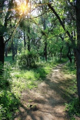 Papier peint  Marcher parmi les bouleaux