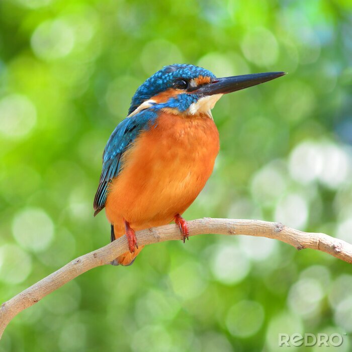 Papier peint  Martin-pêcheur sur une branche