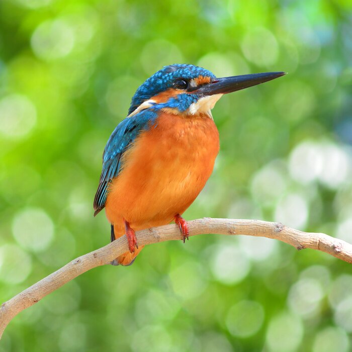 Papier peint  Martin-pêcheur sur une branche