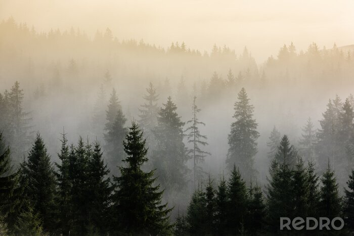 Papier peint  Matin brumeux au-dessus d'une forêt de pins