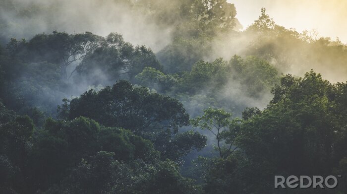 Papier peint  Matin brumeux dans une forêt tropicale mystérieuse