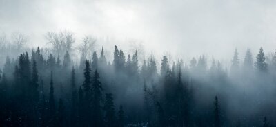 Papier peint  Matin d'hiver dans la forêt
