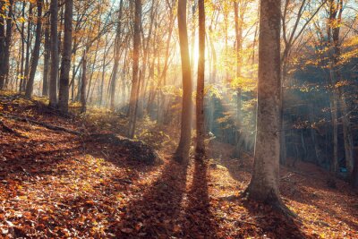 Papier peint  Matin dans une forêt d'automne