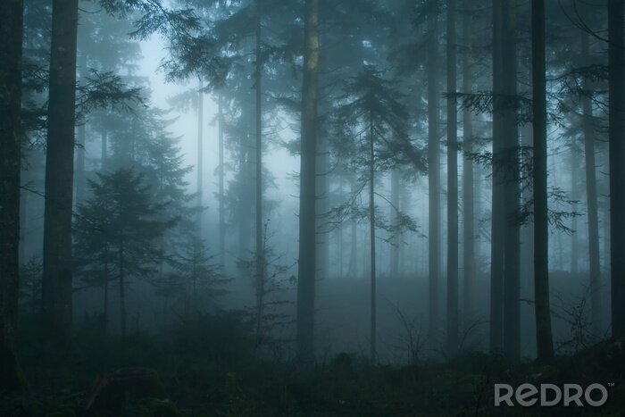 Papier peint  Matin dans une forêt d'épicéas