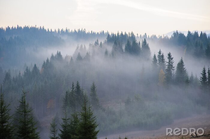 Papier peint  Matin de forêt