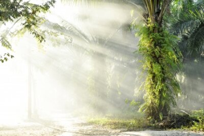 Papier peint  Matin ensoleillé dans la forêt tropicale avec des palmiers