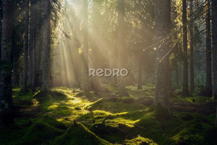 Papier peint  Matin ensoleillé dans un paysage forestier vert