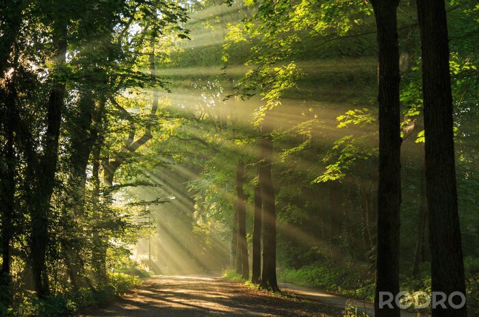 Papier peint  Matin ensoleillé dans un paysage forestier vert