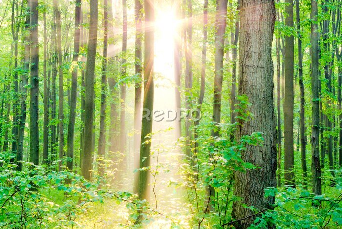 Papier peint  Matin rayons du soleil en été dans la forêt.