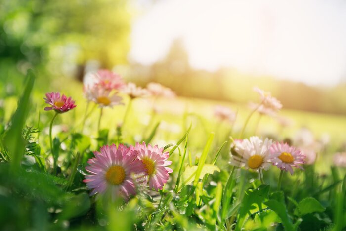 Papier peint  Meadow with lots of white and pink spring daisy flowers