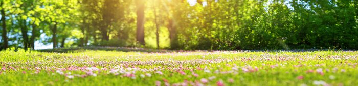 Papier peint  Meadow with lots of white and pink spring daisy flowers in sunny day