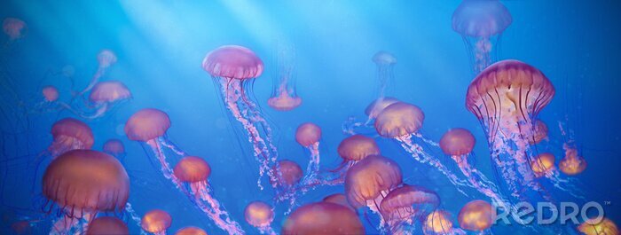 Papier peint  Méduses dans l'océan