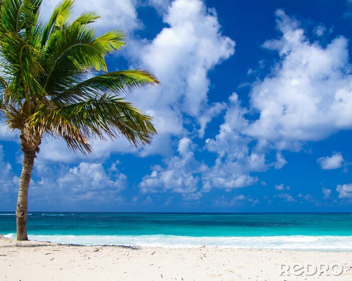 Papier peint  Mer et palmier sur la plage
