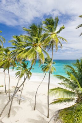 Mer et palmiers dans les Caraïbes