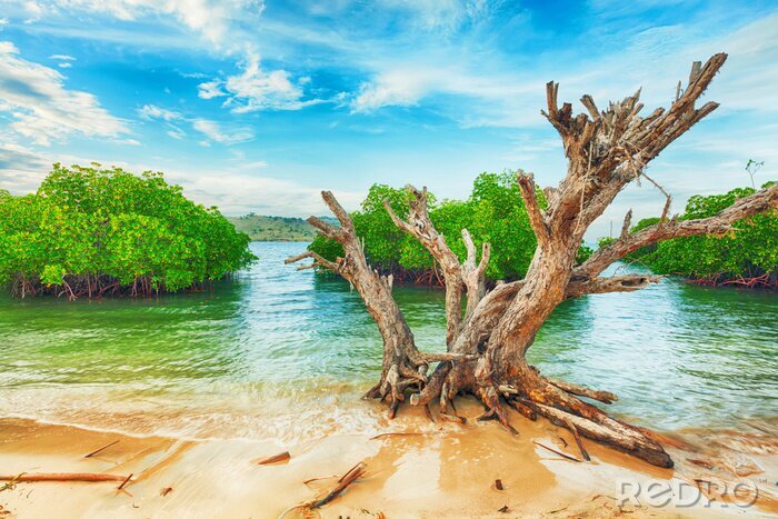 Papier peint  Mer tropicale et plantes vertes