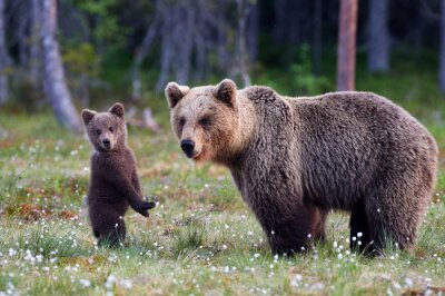 Mère, ours, petit