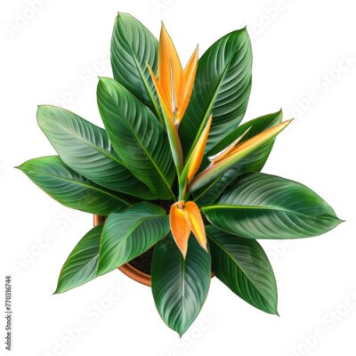 Papier peint  Minimalist Houseplant: Bird of Paradise Strelitzia Reginae in Pot, Isolated on White Background - Top View