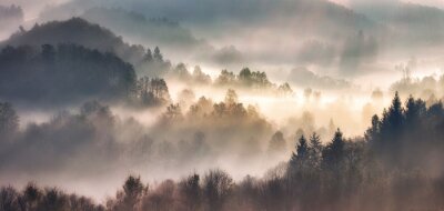 Papier peint  Mist in forest with sunbeam rays, Woods landscape