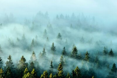 Papier peint  Misty mountains with fir forest in fog. Foggy trees in morning light.