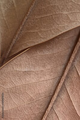 Papier peint  Mocha Mousse, Pantone 2025. natural background - beige autumn dry leaf with veins close up