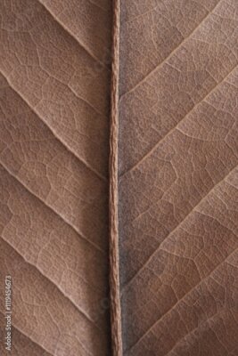 Papier peint  Mocha Mousse, Pantone 2025. natural background - beige autumn dry leaf with veins close up