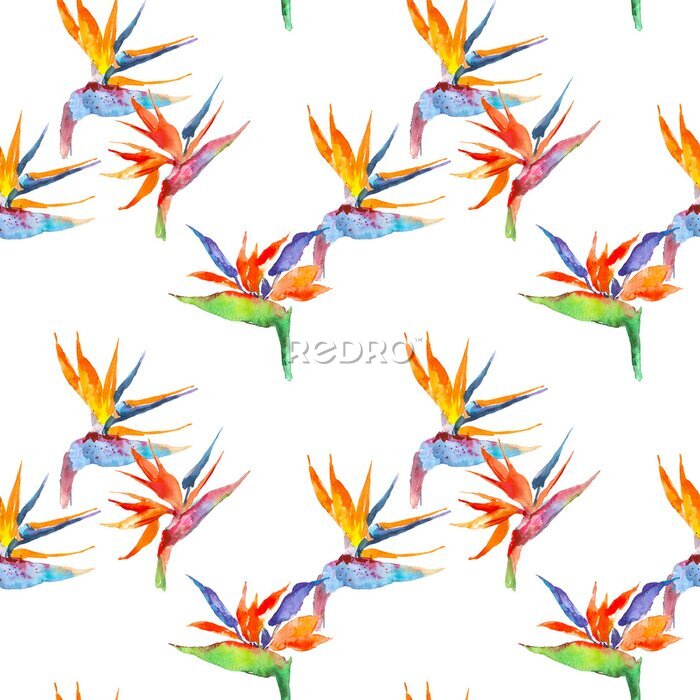 Papier peint  Modèle sans couture de plante tropicale de strelitzia. Aquarelle dessinés à la main des fleurs et des feuilles. Concevez des cartes d'invitation, de mariage ou de souhaits, des vêtements, des imprimés