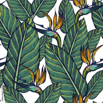 Papier peint  Modèle sans couture de plantes exotiques. Strelitzia. Fleurs et feuilles Contexte.