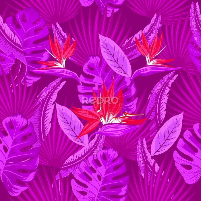 Papier peint  Modèle sans couture de vecteur de feuilles de palmier violet néon tropical, feuilles de monstera et fleurs de corail de l'oiseau de paradis (Strelitzia) plumeria sur fond violet. Conception de tendanc