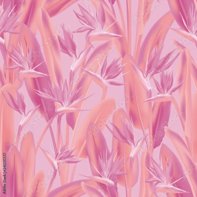 Papier peint  Modèle sans couture de vecteur de fleurs tropicales Strelitzia reginae. Conception de tissu de plantes tropicales exotiques de la jungle. Afrique du Sud plante tropicale fleur de fleur de grue, streli