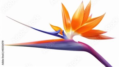 Papier peint  Modern illustration of a bird of paradise or crane flower, Strelitzia reginae. Exotic plant with colorful petals isolated on a white background, design element.