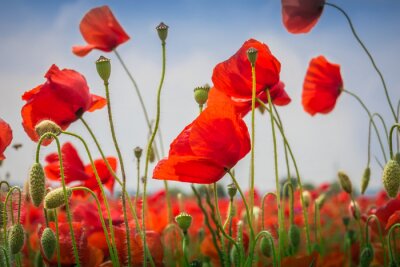 Papier peint  Mohnblumen - Le champ de pavot
