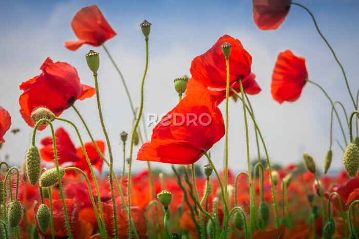 Papier peint  Mohnblumen - Le champ de pavot