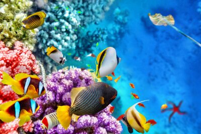 Monde sous-marin avec les coraux et les poissons tropicaux.