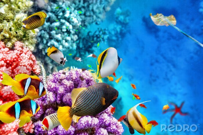 Papier peint  Monde sous-marin avec les coraux et les poissons tropicaux.