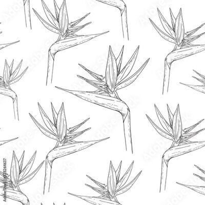 Papier peint  Monochrome pattern of individual strelitzia flowers