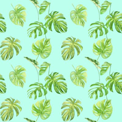 Monstère tropicale colorée