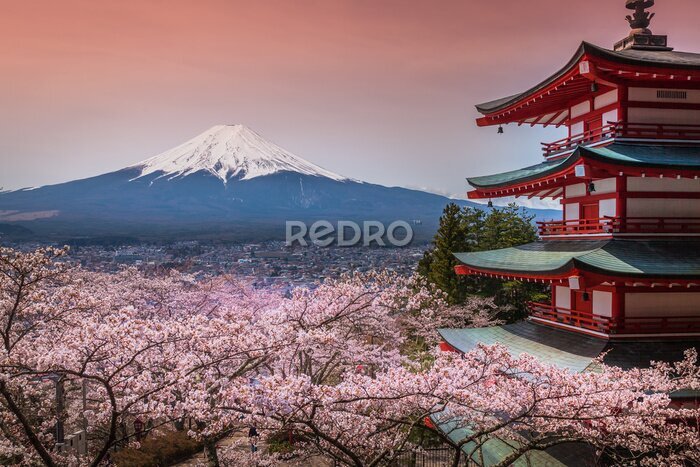 Papier peint  Mont Fuji au Japon avec des fleurs de cerisier