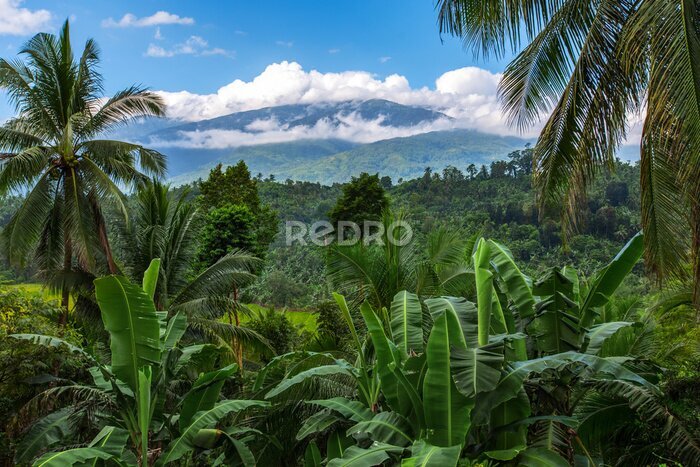 Papier peint  Mont Halcon dans les nuages, île de Mindoro, Philippines