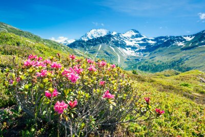 Papier peint  Montagnes Alpes et fleurs