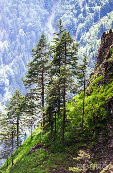 Papier peint  Montagnes et forêts de conifères