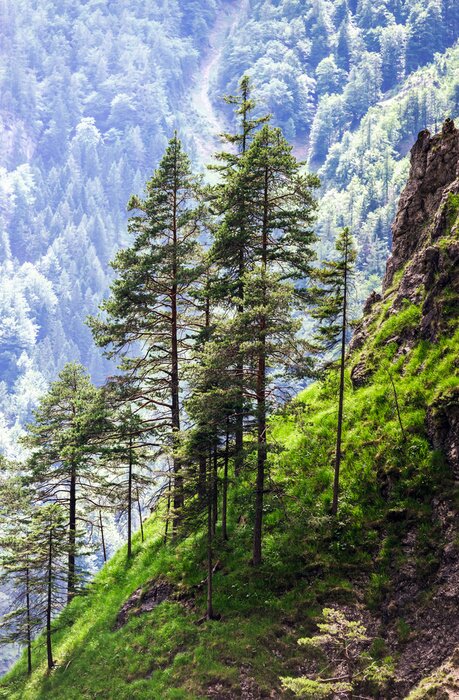 Papier peint  Montagnes et forêts de conifères