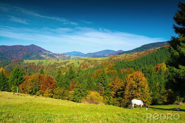 Papier peint  Montagnes, forêts et chevaux