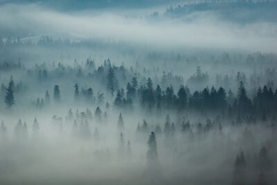 Papier peint  Montagnes Tatra et bois en brouillard, Zakopane, Pologne