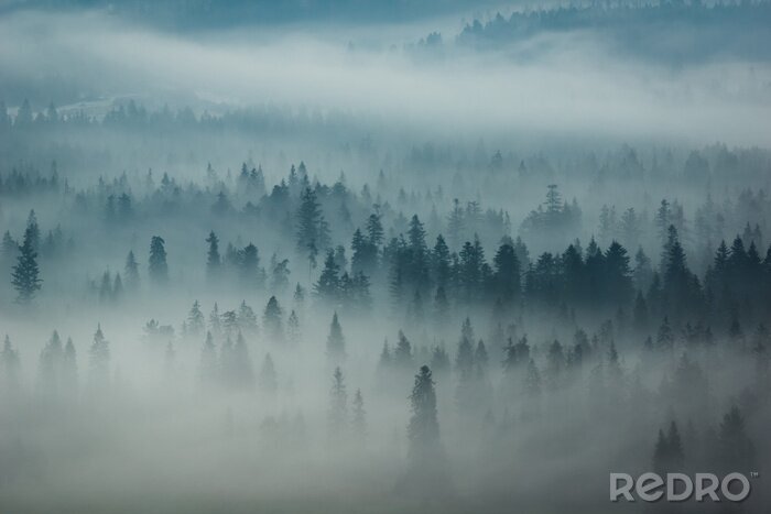 Papier peint  Montagnes Tatra et bois en brouillard, Zakopane, Pologne