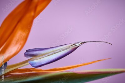 Papier peint  montrant le coeur de la fleur de Strelitzia Reginae sur fond clair