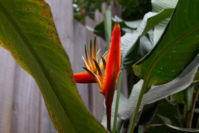 Papier peint  Moody shot of a bright orange Bird of Paradise flower or crane flower, Strelitzia reginae, growing against a wooden fence surrounded by green leaves in a garden in St. Anns, Trinidad and Tobago. 