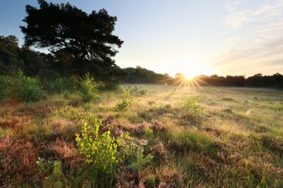 morning sunshine over wild meadow in forest