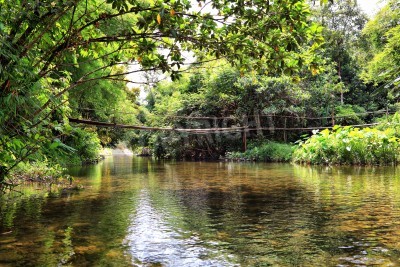 Papier peint  Mos sur la rivière de la jungle